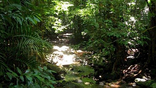 Organismi digitali mostrano fragilità ecosistemi a causa cambiamento ambientale