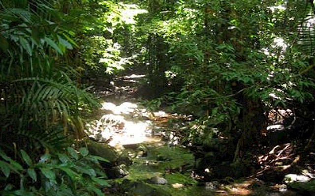 Organismi digitali mostrano fragilità ecosistemi a causa cambiamento ambientale