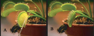 Immagine - 3 - Dionaea muscipula. Stimolazione della foglia (A). Chiusura a scatto (B).
