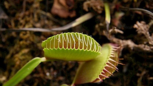Dionaea muscipula, la trappola perfetta