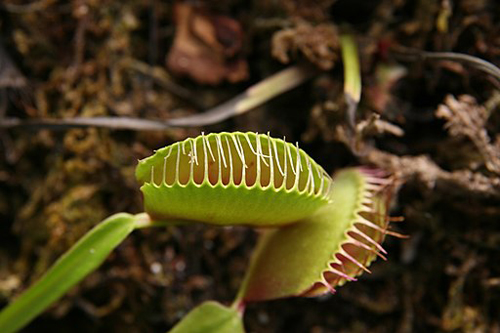 Immagine - 1 - Dionaea muscipula o Venere acchiappamosche Credits: Photo by David J. Stang [CC BY-SA 4.0], via Wikimedia Commons