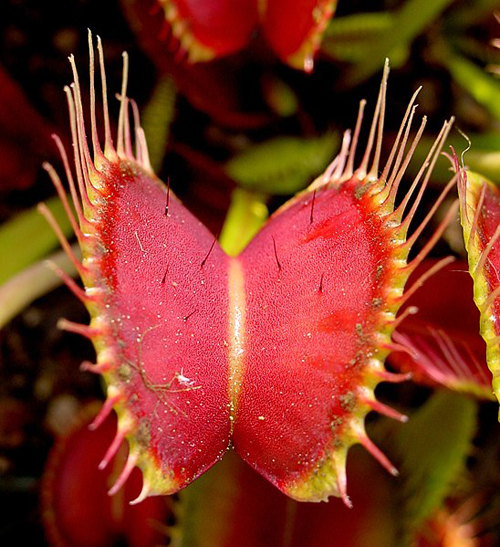 Immagine 2 - Dionaea muscipula, particolare dei peli a grilletto. Credits - Photo by: Noah Elhardt [CC BY-SA 2.5], via Wikimedia Commons