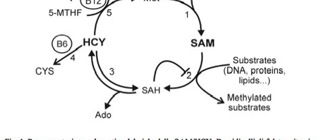 Le basi epigenetiche della Malattia di Alzheimer