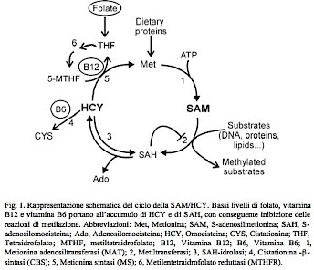Rappresentazione schematica del ciclo della SAM/HCY.