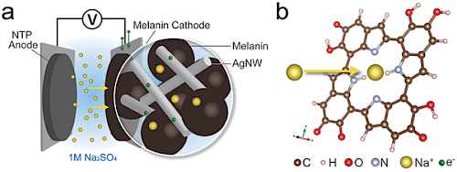 Schema descrittivo catodo melanina e struttura chimica. Credit: Carnegie Mellon University Mechanical Engineering