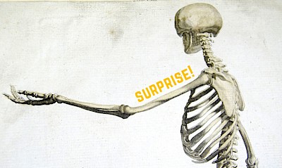 Scheletro del corpo umano