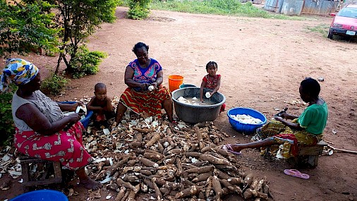 Cassava: il cibo dei poveri per il futuro della sicurezza alimentare