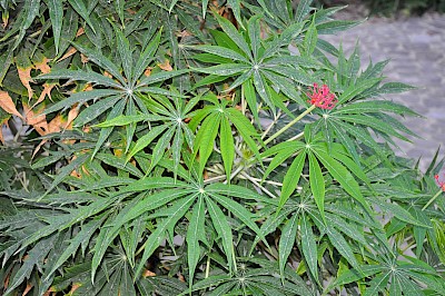 Pianta della cassava - CC BY-SA 4.0, מאת Lazaregagnidze - נוצר על ידי מעלה היצירה