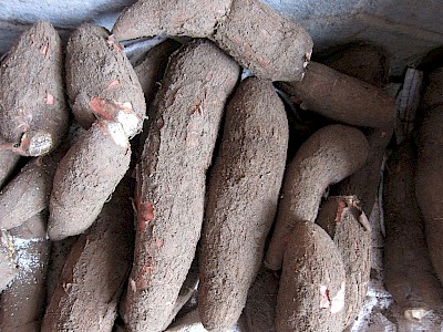 Tuberi di cassava - From Wikimedia Commons