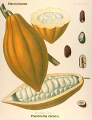 Immagine - 2 - Particolare del frutto di Theobroma cacao. ©Rowan University, New Jersey