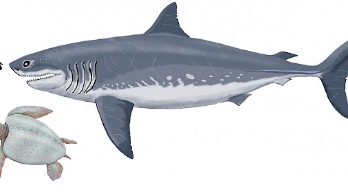 È una tartaruga di due metri l’ultimo pasto di uno squalo gigante del Mesozoico