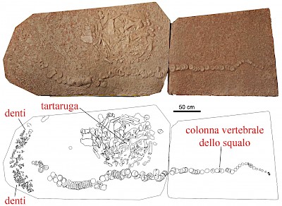 La lastra con i resti fossili del gigantesco squalo Cretodus e, nella zona della pancia, il grande bolo costituito dalle ossa della tartaruga marina ingoiata