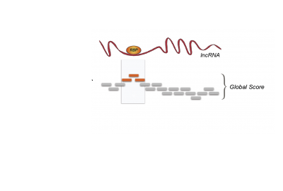 Global Score predicts RBP interactions with large RNAs