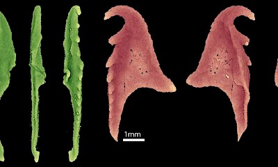 una ricostruzione 3D delle parti della mascella di Websteroprion armstrongi tramite scansione TAC degli esemplari fossili. Credit: Luke Parry