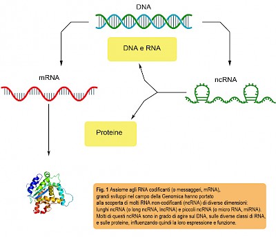 Assieme agli RNA codificanti (o messaggeri, mRNA), grandi sviluppi nel campo della Genomica hanno portato alla scoperta di molti RNA non-codificanti (ncRNA) di diverse dimensioni: lunghi e piccoli.