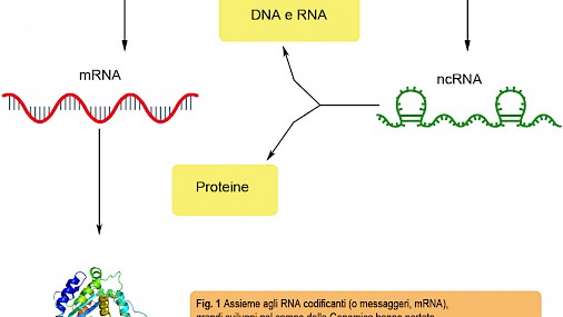 Algoritmo Global Score studia le interazioni tra RNA e proteine