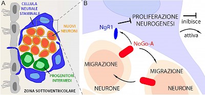 Disegno schematico in sezione coronale della composizione cellulare della nicchia neurogenica della Zona Sottoventricolare