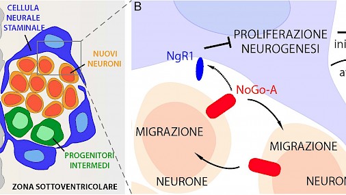 NoGo-A e NgR1 regolano attività cellule staminali neurali e produz.nuovi neuroni