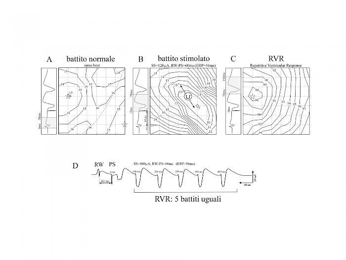 Mappe di linee isocrone dei tempi di attivazione (ms) misurati sulla superficie epicardica di cuore di ratto in vivo