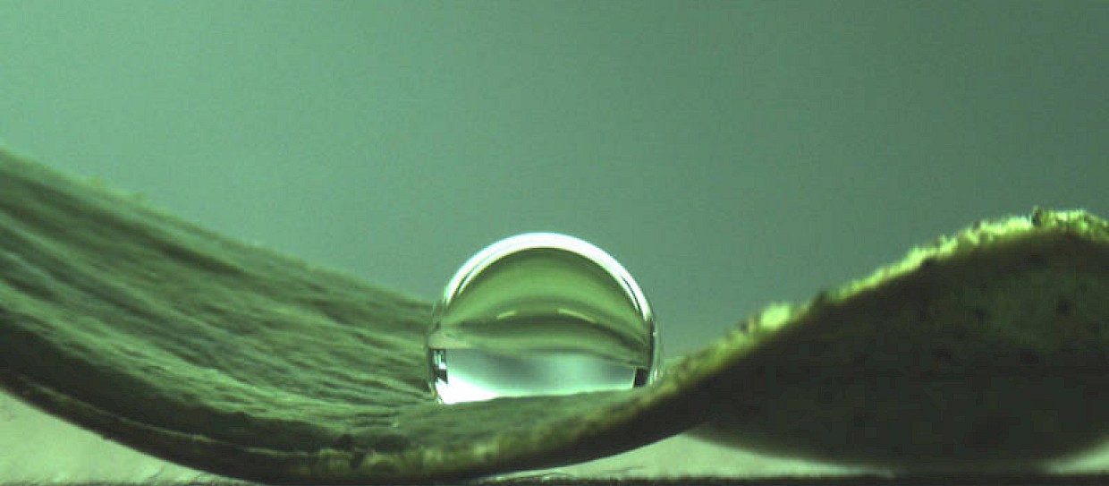 Bacteria harness the lotus effect to protect themselves