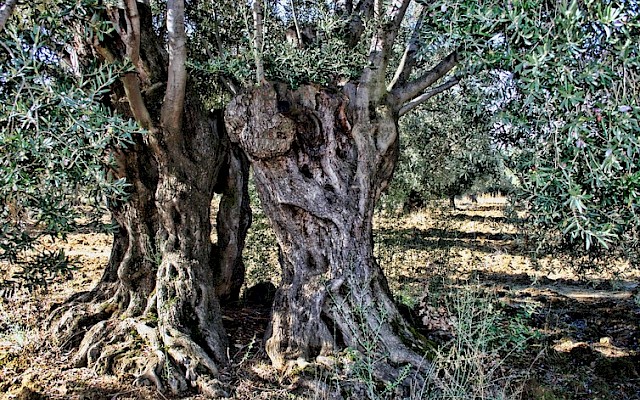 The famous olive trees of Puglia are ravaged by disease – here’s how we can save them