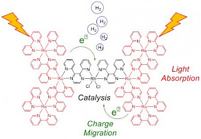 Immagine 3 - Questa rappresentazione del sistema eptametallico subito dopo l'esposizione alla luce mostra la raccolta di luce dai sei centri  assorbitori RU (rosso) e il trasferimento di elettroni al catalizzatore RH (nero), dove l'idrogeno viene prodotto. Credits: Brookhaven Lab