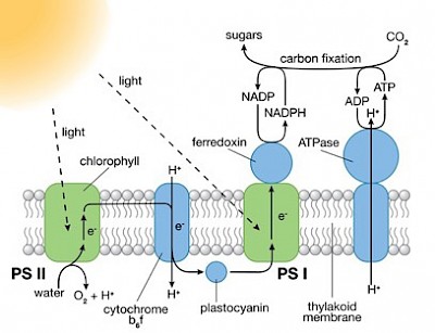 I fotosistemi (PS) I e II sono complessi proteici di grandi dimensioni che contengono molecole di pigmento che assorbono la luce necessaria per la fotosintesi. Credits: Brookhaven Lab