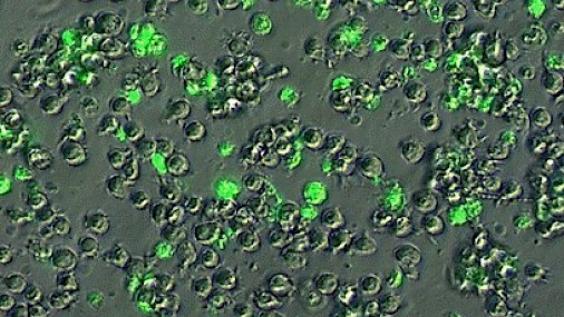 Polifenoli contro il cancro? Un vantaggio da approfondire