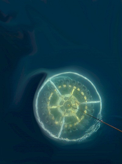 immagine Ctd e Rosette in acqua