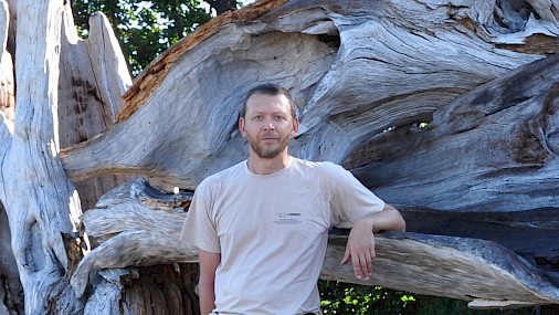 Ci salverà il super-abete che sfida i cambiamenti climatici?