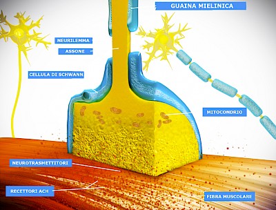 Una giunzione neuromuscolare è una sinapsi chimica formata dal contatto tra un motoneurone e una fibra muscolare.