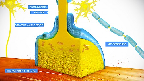 Intervista ad Antonio Musarò, nuovo studio sull'origine della SLA