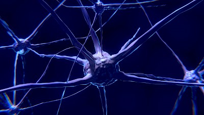 Neuron. Alpha-synuclein is a neuronal protein whose production is severely affected in Parkinson’s disease and MSA. CRG researchers have found mechanisms regulating this protein