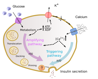 Schema di una cellula
