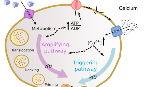 Diabete: un modello matematico fa luce sulle cause della malattia