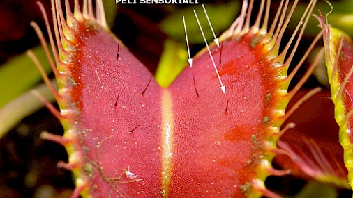 Dionaea muscipula, come coltivarla al meglio