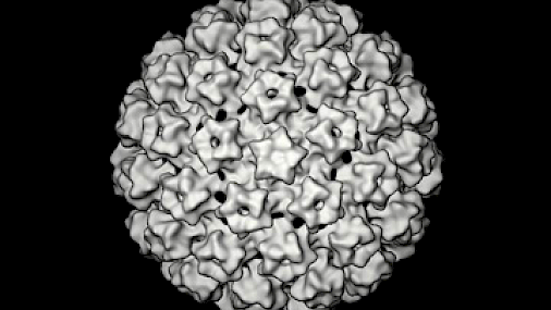 Immunoprofilassi contro hpv per la prevenzione carcinoma del collo dell’utero