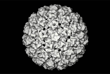 Virus del papilloma virus, ricostruzione in 3D. Credits: National Cancer Institute image, public domain.