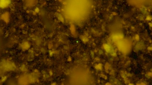 Risvegliati microbi intrappolati 100 milioni di anni fa sul fondo del mare