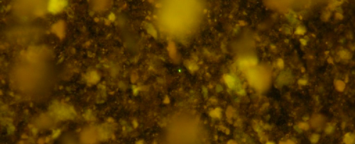 Immagine al microscopio a fluorescenza di uno dei campioni. Credits: JAMSTEC