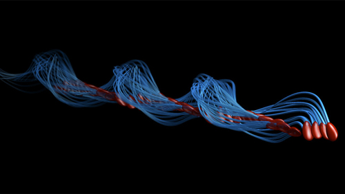 In questa illustrazione viene rappresentato uno spermatozoo in una determinata posizione nel tempo, la testa (rossa) ruota mentre la coda (blu) batte solo da un lato