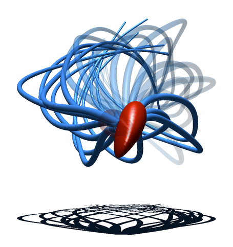 Immagine 2 - La coda dello spermatozoo si muove asimmetricamente, facendo oscillare la coda solo su un lato. Questo fa girare lo spermatozoo in 3D.
