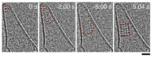 Nucleazione e crescita di un cristallo di cloruro di sodio. Credits: University of Tokyo.