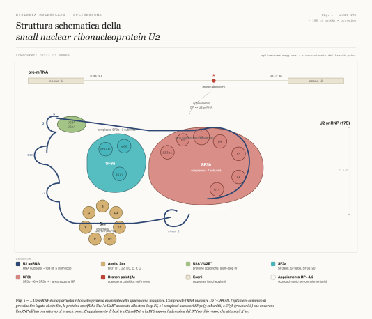 Fig. 1 — L'U2 snRNP è una particella ribonucleoproteica essenziale dello spliceosoma maggiore.