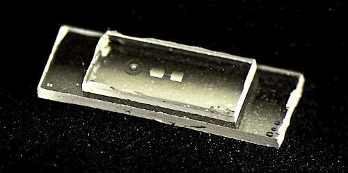 Il nuovo chip quantistico sviluppato dal gruppo di fisici dell'ETH di Zurigo coordinato dalla prof.ssa Yiwen Chu contiene i cosiddetti risonatori meccanici, minuscoli componenti che iniziano a vibrare quando immagazzinano informazioni. Il chip è lungo circa 7,5 millimetri, largo 2,5 millimetri e alto 1 millimetro; ha quindi una larghezza paragonabile a quella dell'unghia di un dito piccolo. Credits: Hybrid Quantum Systems Group / ETH Zurich.